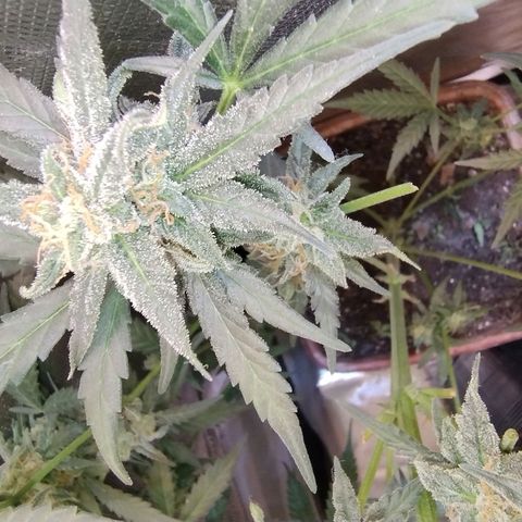 Diabo rojo growlog timeline photo