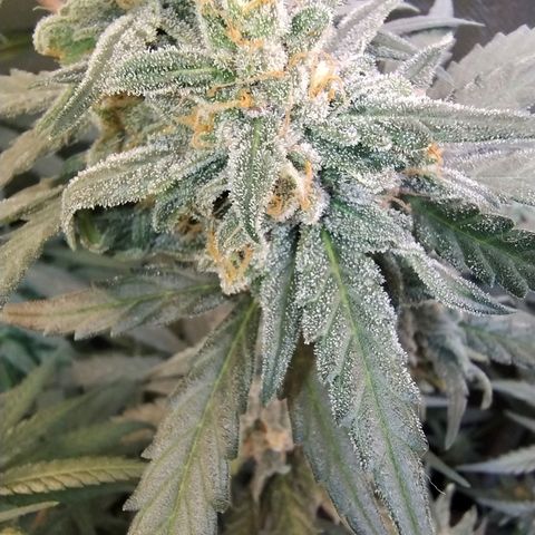 Diabo rojo growlog timeline photo