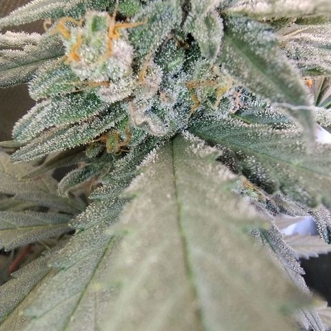 Diabo rojo growlog timeline photo