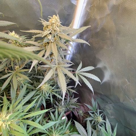 Diabo rojo growlog timeline photo