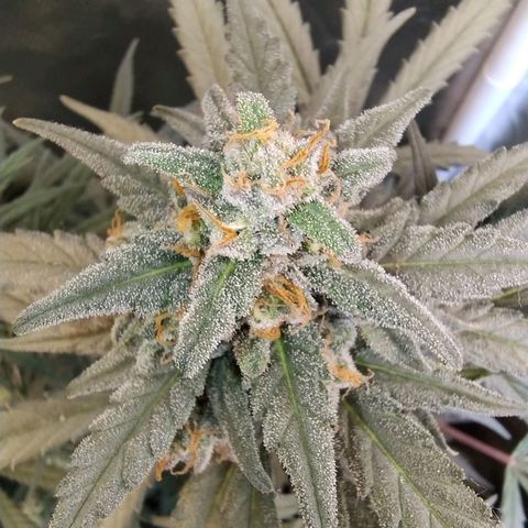 Diabo rojo growlog timeline photo