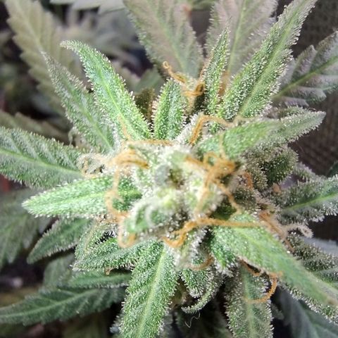 Diabo rojo growlog timeline photo