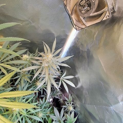 Diabo rojo growlog timeline photo