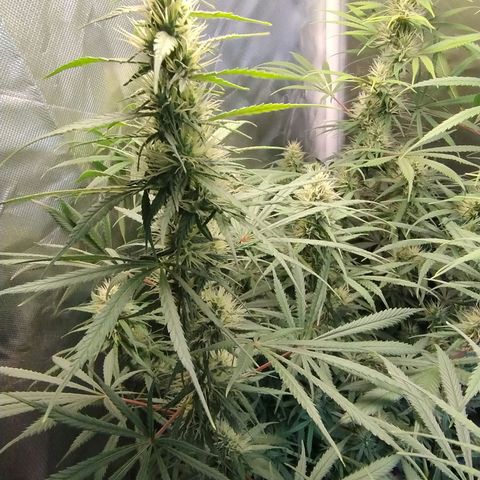 #skunk1 growlog timeline photo