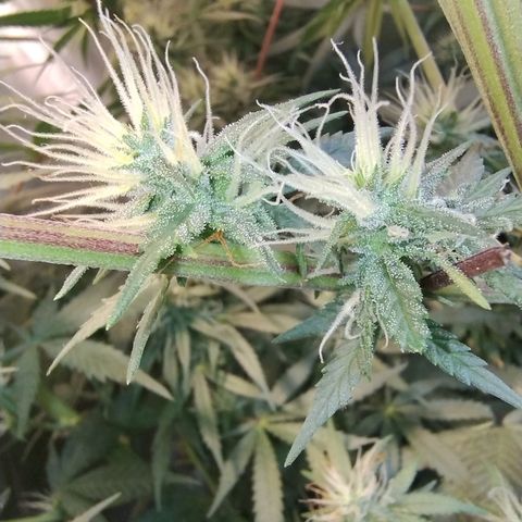 #skunk1 growlog timeline photo