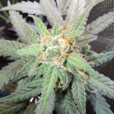 Diabo rojo growlog timeline photo