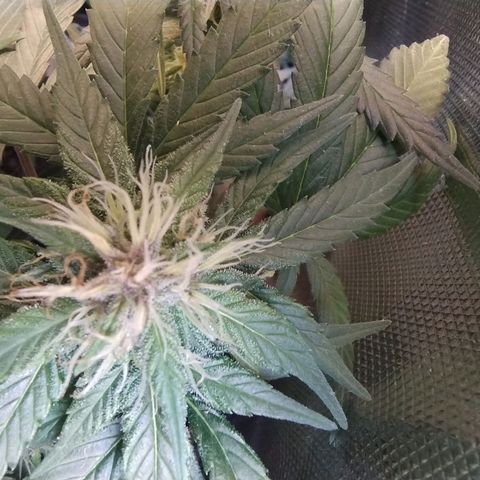 Purple lemonade growlog timeline photo