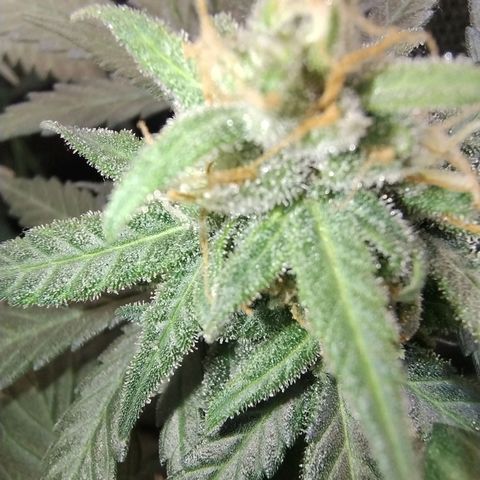 Diabo rojo growlog timeline photo