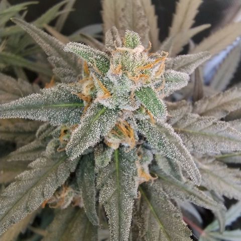 Diabo rojo growlog timeline photo