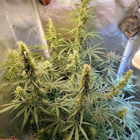 #skunk1 growlog timeline photo