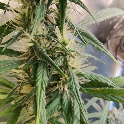 #skunk1 growlog timeline photo
