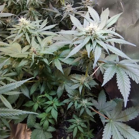 Purple lemonade#2 growlog timeline photo
