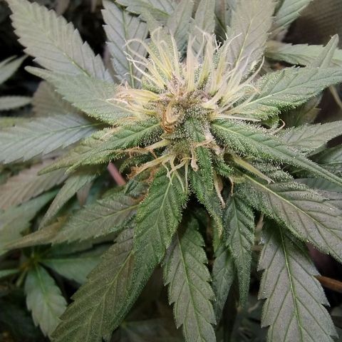 Purple lemonade growlog timeline photo