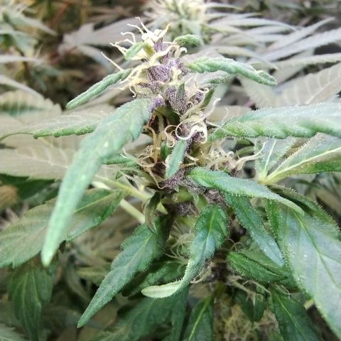 Purple lemonade#2 growlog timeline photo