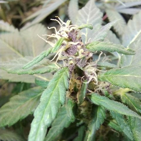 Purple lemonade#2 growlog timeline photo