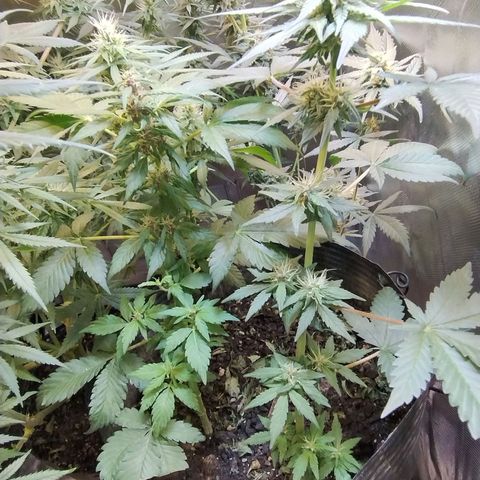 Purple lemonade#2 growlog timeline photo