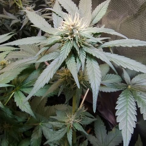 Purple lemonade growlog timeline photo