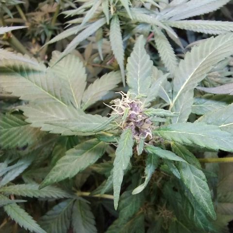 Purple lemonade#2 growlog timeline photo