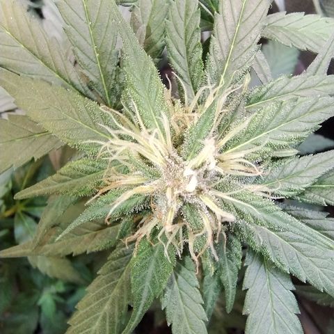 Purple lemonade growlog timeline photo