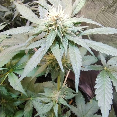 Purple lemonade growlog timeline photo