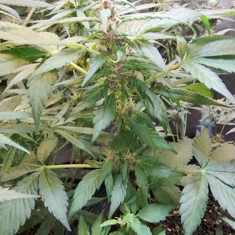 Purple lemonade#2 growlog timeline photo