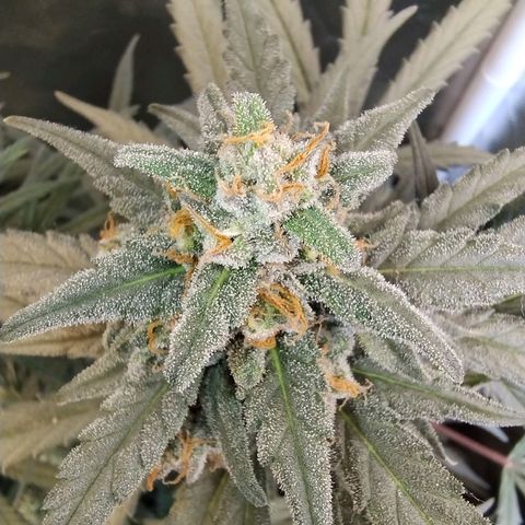 Diabo rojo growlog timeline photo