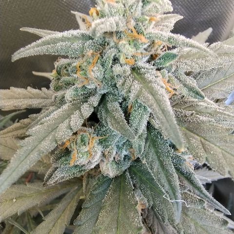 Diabo rojo growlog timeline photo