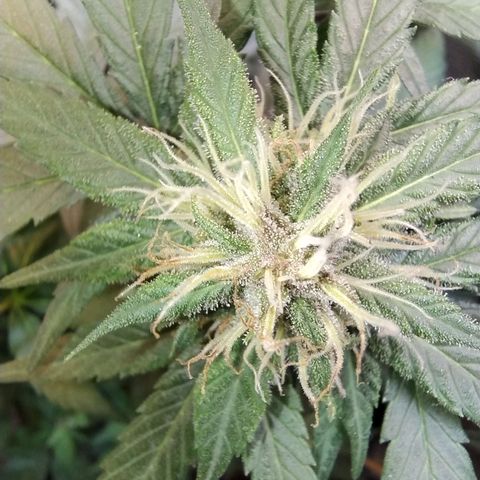 Purple lemonade growlog timeline photo