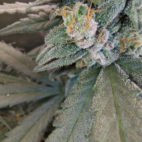 Diabo rojo growlog timeline photo