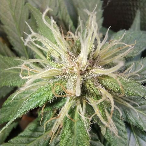 Purple lemonade growlog timeline photo