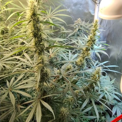 #skunk1 growlog timeline photo