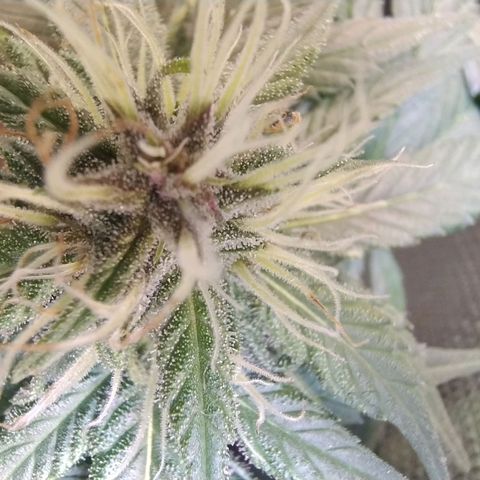 Purple lemonade growlog timeline photo