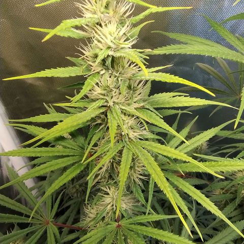 #skunk1 growlog timeline photo