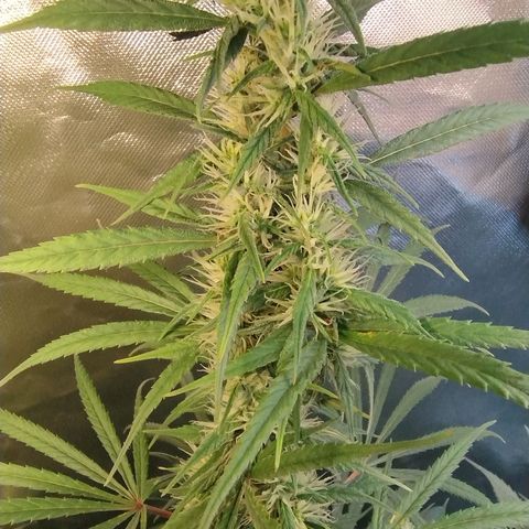 #skunk1 growlog timeline photo