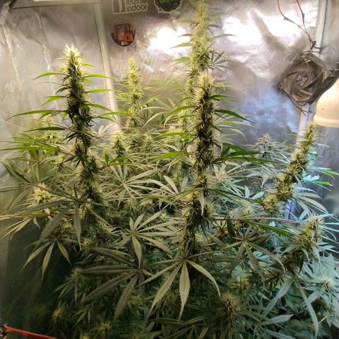 #skunk1 growlog timeline photo