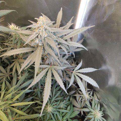 Diabo rojo growlog timeline photo