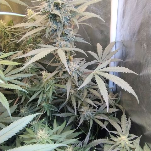 Diabo rojo growlog timeline photo