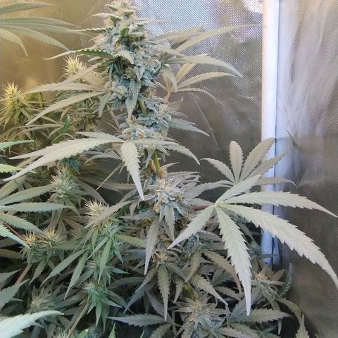 Diabo rojo growlog timeline photo