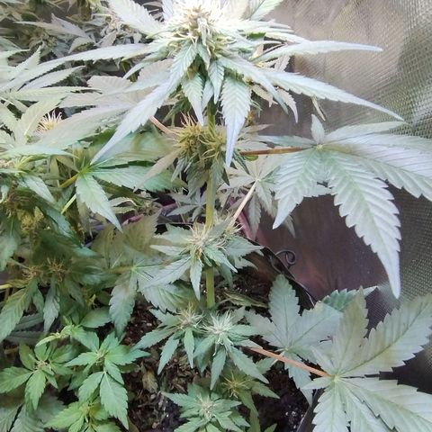 Purple lemonade growlog timeline photo