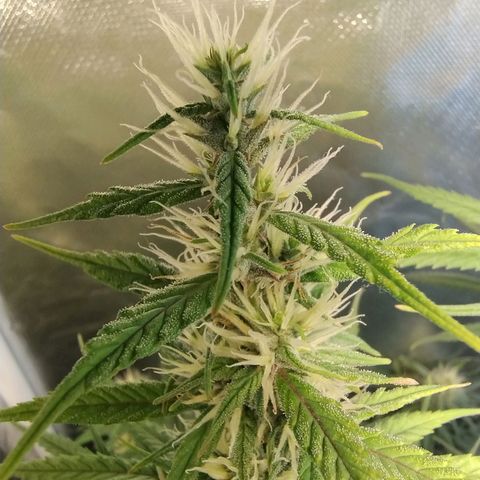 #skunk1 growlog timeline photo