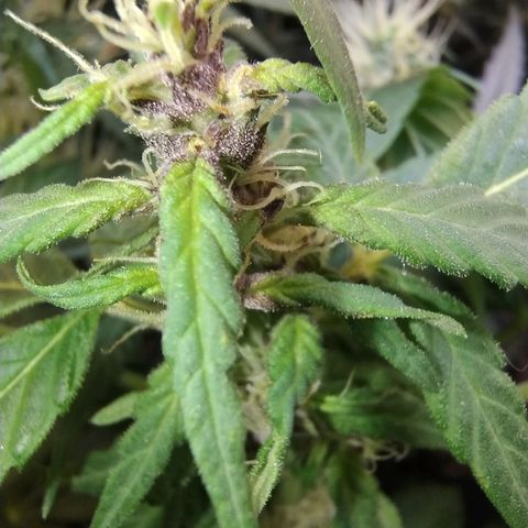 Purple lemonade#2 growlog timeline photo