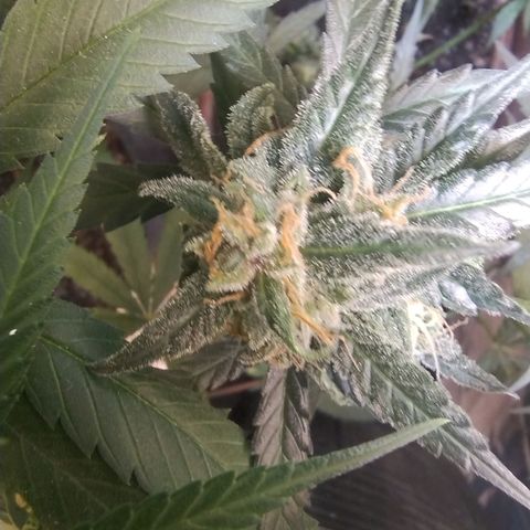 Diabo rojo growlog timeline photo