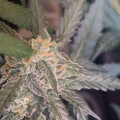 Diabo rojo growlog timeline photo