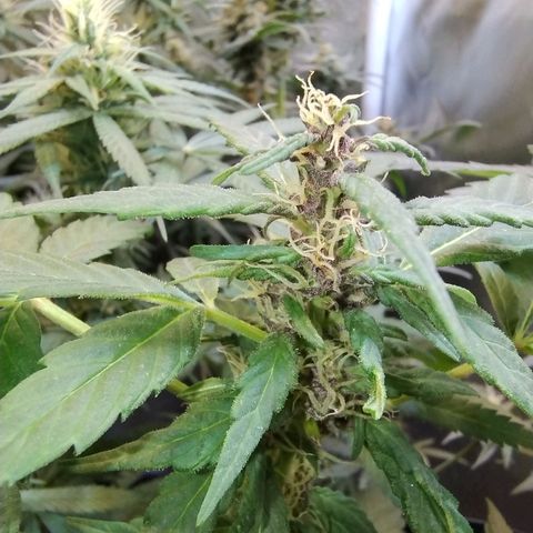 Purple lemonade#2 growlog timeline photo