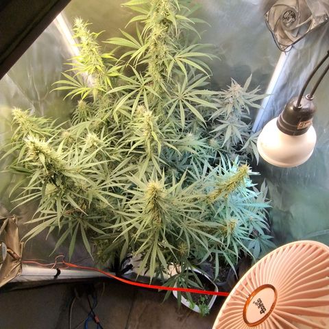 #skunk1 growlog timeline photo