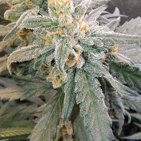 Diabo rojo growlog timeline photo
