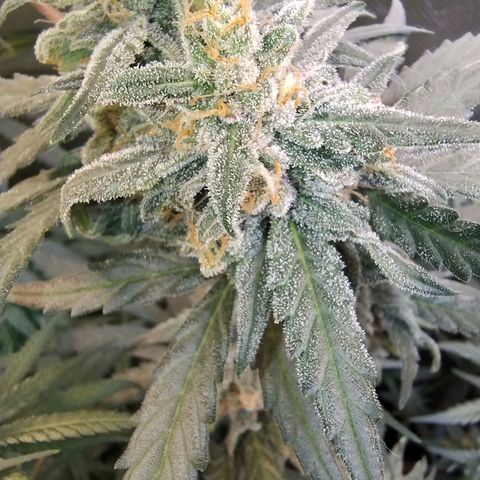 Diabo rojo growlog timeline photo