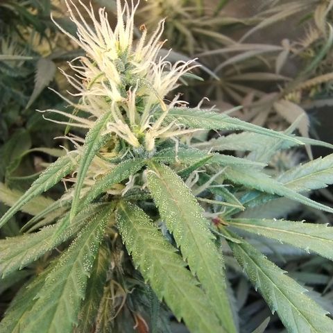 #skunk1 growlog timeline photo