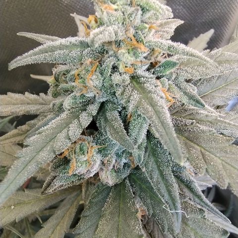 Diabo rojo growlog timeline photo