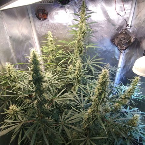 #skunk1 growlog timeline photo